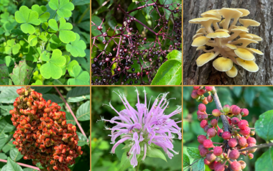 Fort Atkinson Grow and Gather: Summer Foraging
